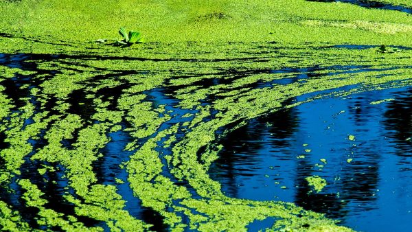 Northern Health shares blue-green algae information