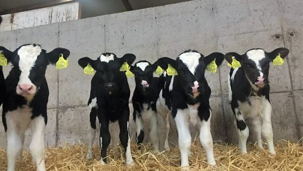 Dairy advice: Areas to improve calf health on your farm